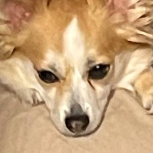 Meet your Posher, Tony